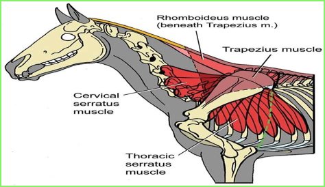 What does the Brachiocephalicus muscle do in a horse?