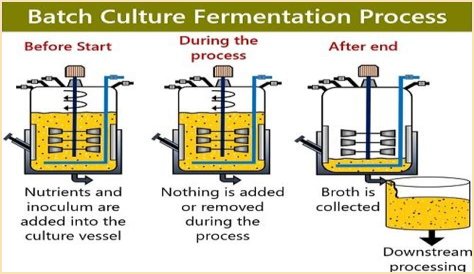 What is batch fermentation?